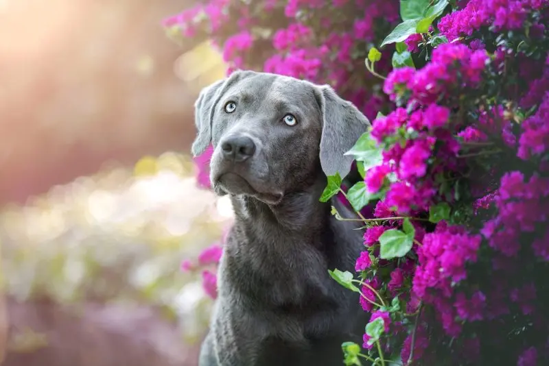 Hình ảnh chó Weimaraner 14