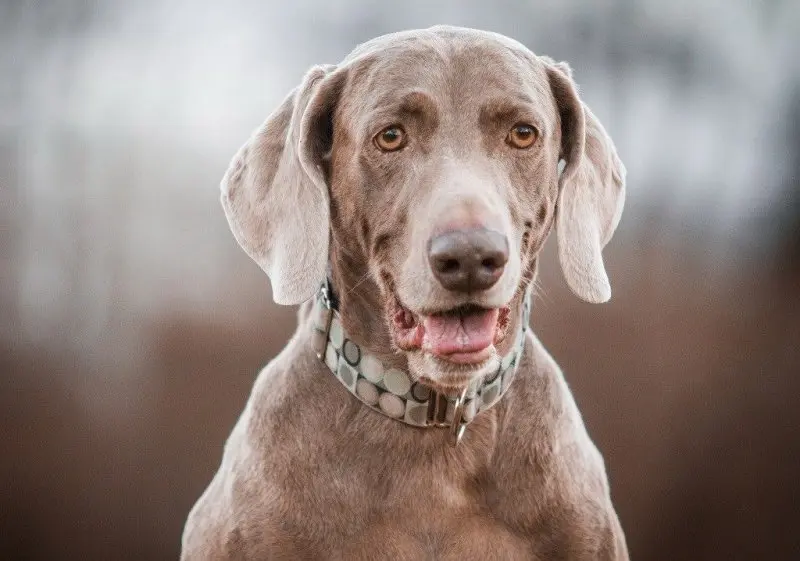 Hình ảnh chó Weimaraner 15