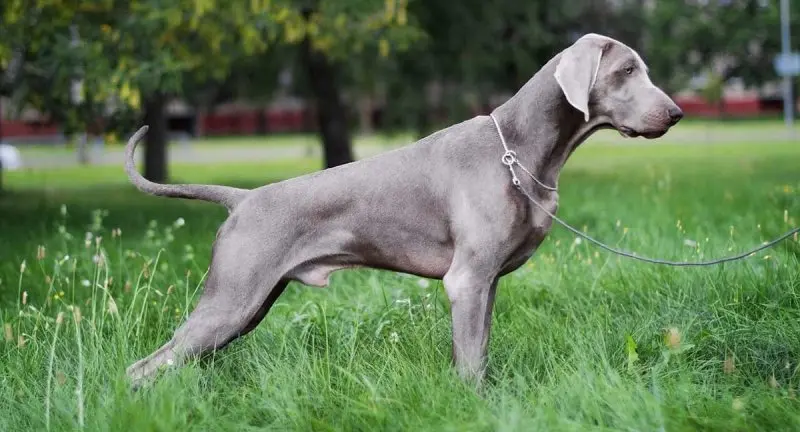 Hình ảnh chó Weimaraner 16