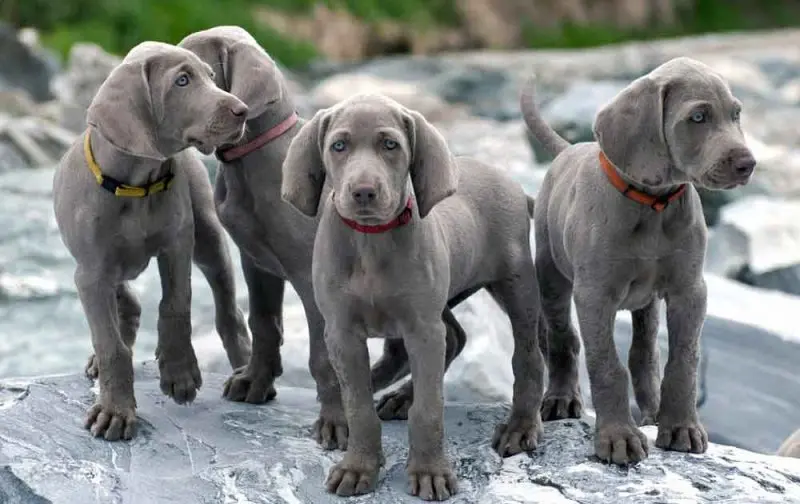 Hình ảnh chó Weimaraner 17