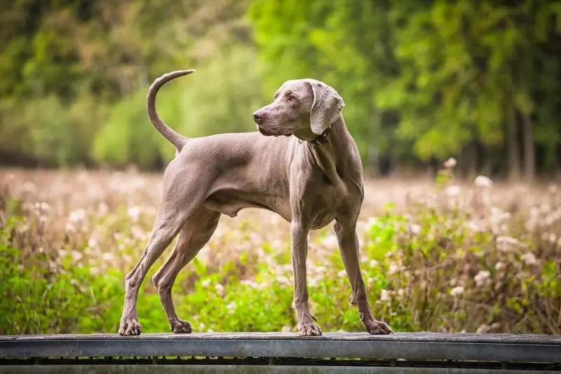 Hình ảnh chó Weimaraner 18