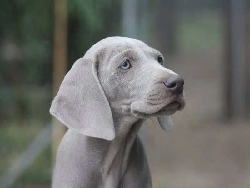 Hình ảnh chó Weimaraner 19