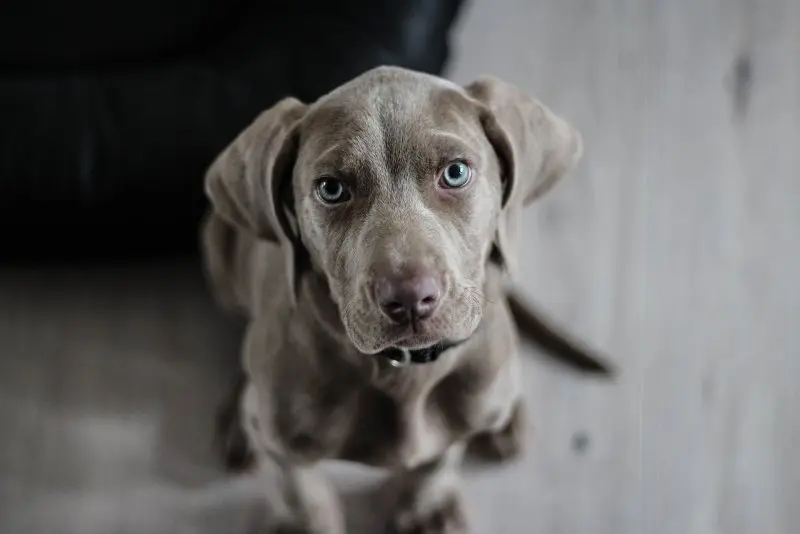 Hình ảnh chó Weimaraner 20