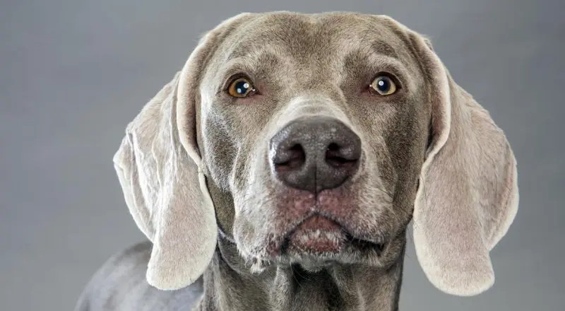 Hình ảnh chó Weimaraner 21