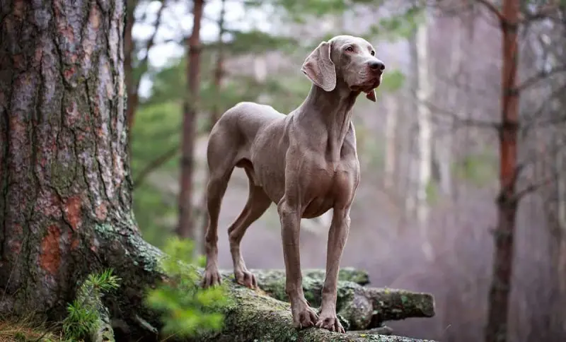 Hình ảnh chó Weimaraner 22