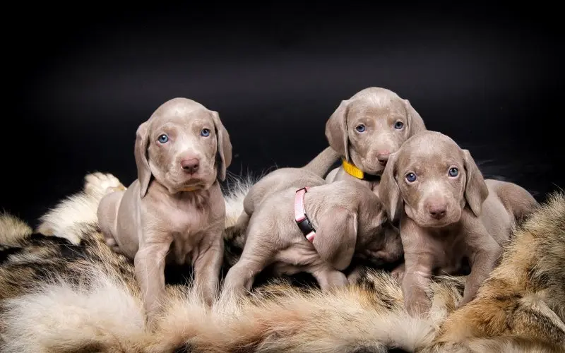 Hình ảnh chó Weimaraner 23