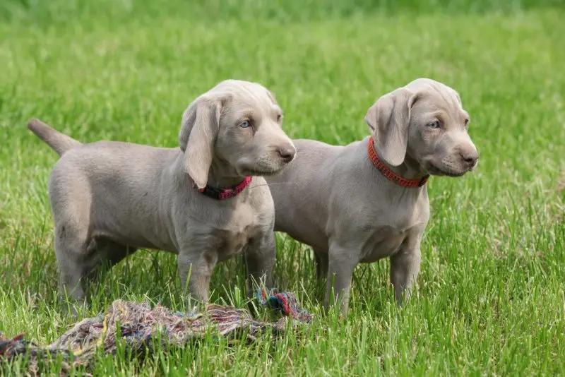 Hình ảnh chó Weimaraner 24