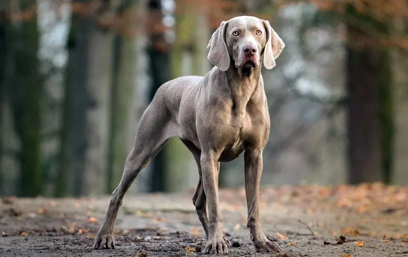 Hình ảnh chó Weimaraner 25