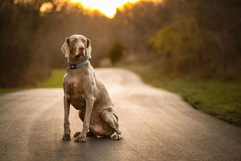 Hình ảnh chó Weimaraner 26