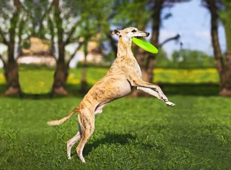 Nguồn gốc chó Whippet