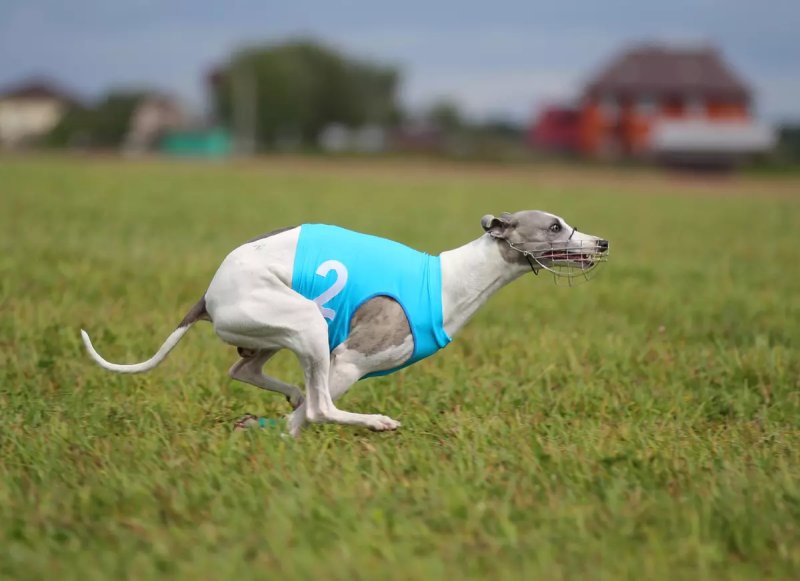 Đặc điểm của chó Whippet 2