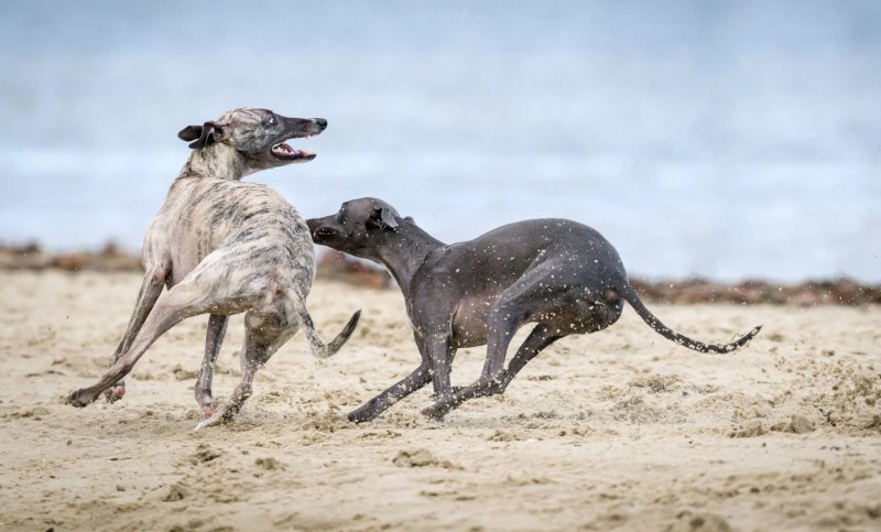 Giá bán chó Whippet