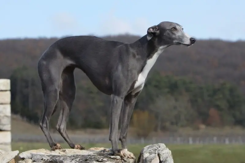 Hình ảnh chó Whippet 2