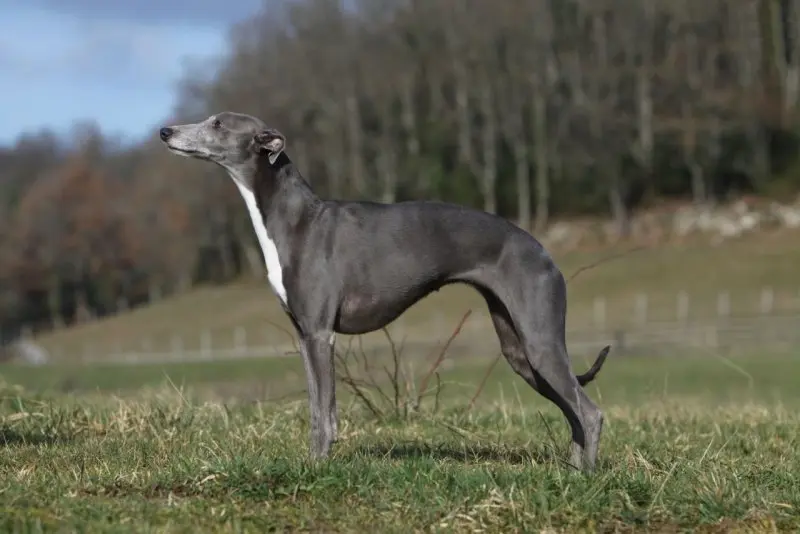 Hình ảnh chó Whippet 4