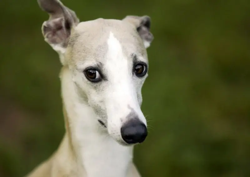 Hình ảnh chó Whippet 5