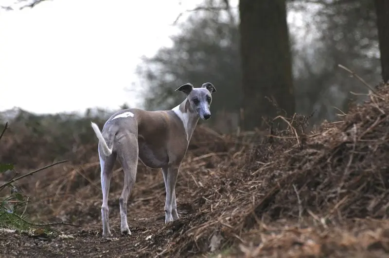 Hình ảnh chó Whippet 9