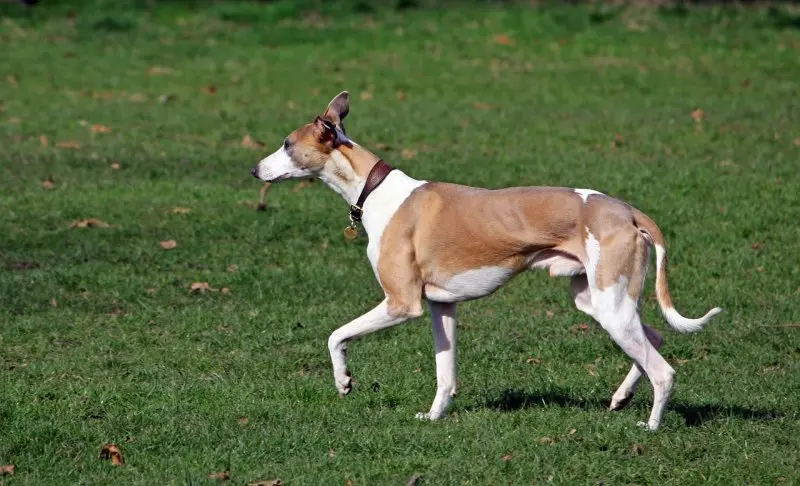 Hình ảnh chó Whippet 11