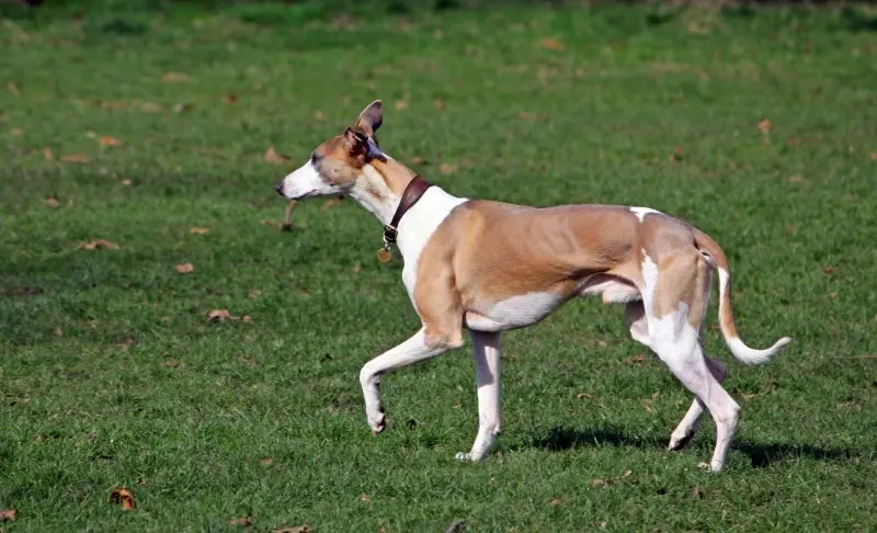 Hình ảnh chó Whippet 14