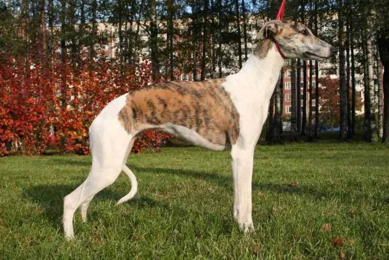 Hình ảnh chó Whippet 15