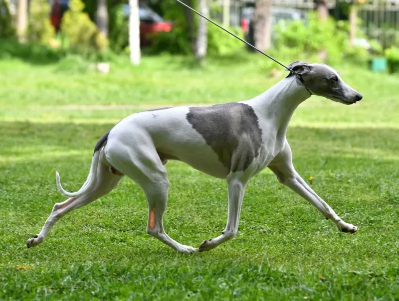 Hình ảnh chó Whippet 16