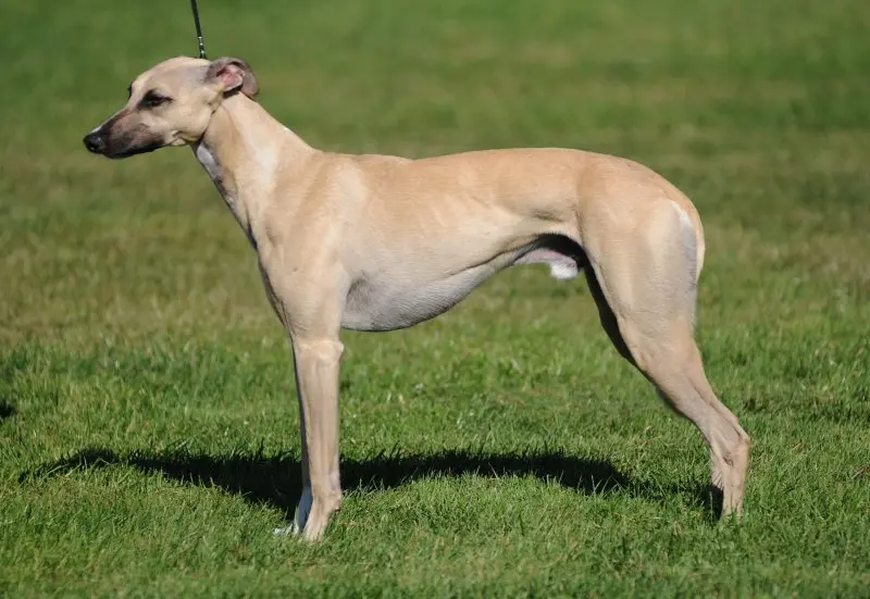 Hình ảnh chó Whippet 17