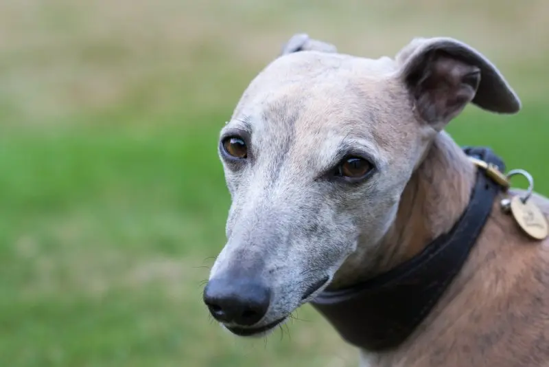 Hình ảnh chó Whippet 18