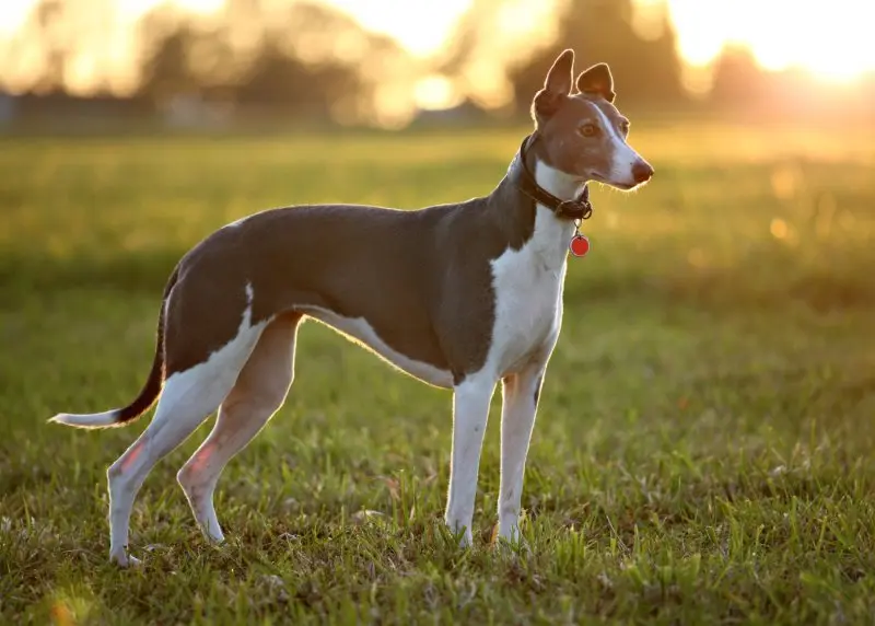 Hình ảnh chó Whippet 19