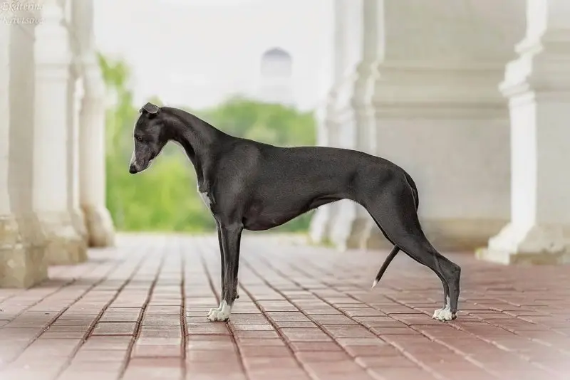 Hình ảnh chó Whippet 20