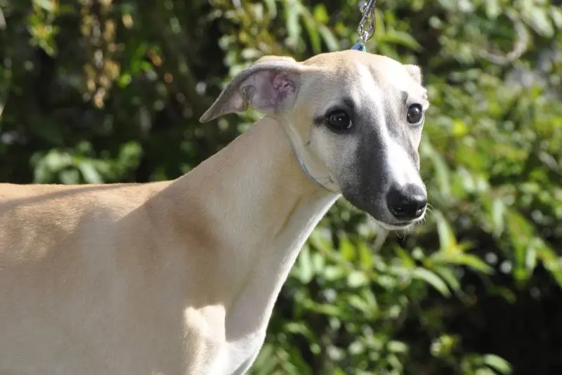 Hình ảnh chó Whippet 22