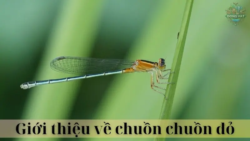 Chuồn chuồn đỏ 02