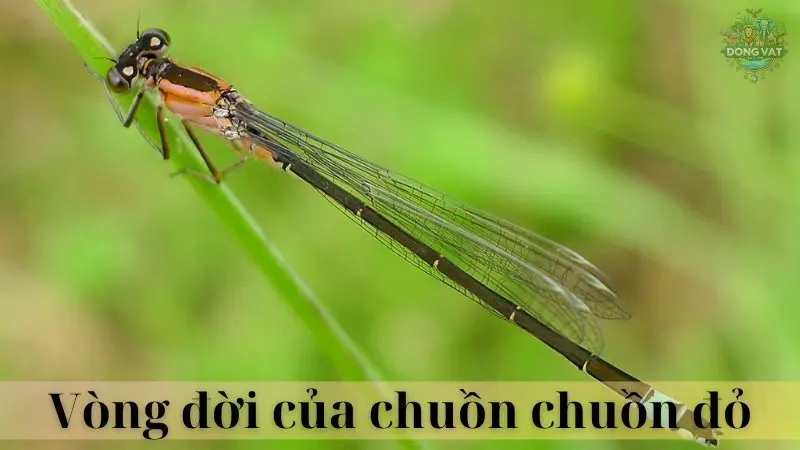 Chuồn chuồn đỏ 03