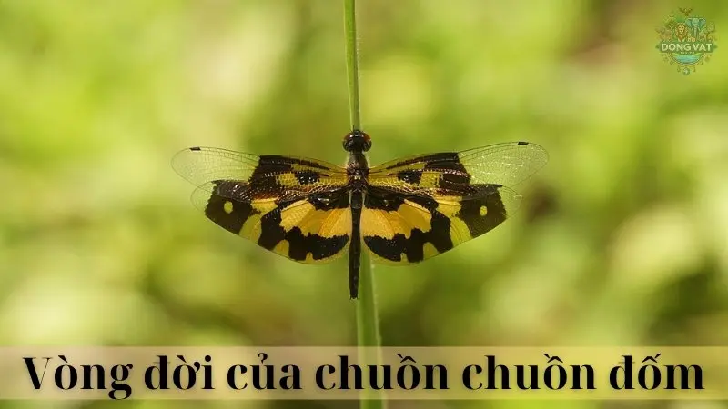 Chuồn chuồn đốm 03