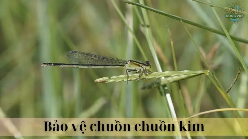 Chuồn chuồn kim 05