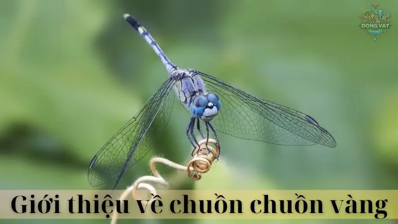 Chuồn chuồn xanh lá 02