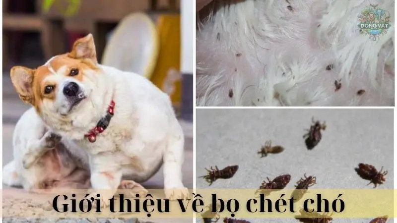 Con bọ chét chó 02