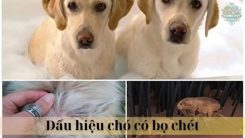 Con bọ chét chó 05