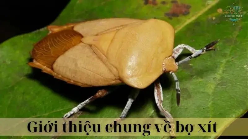 Bọ xít 02