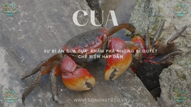 Sự bí ẩn của cua: Khám phá những bí quyết chế biến hấp dẫn