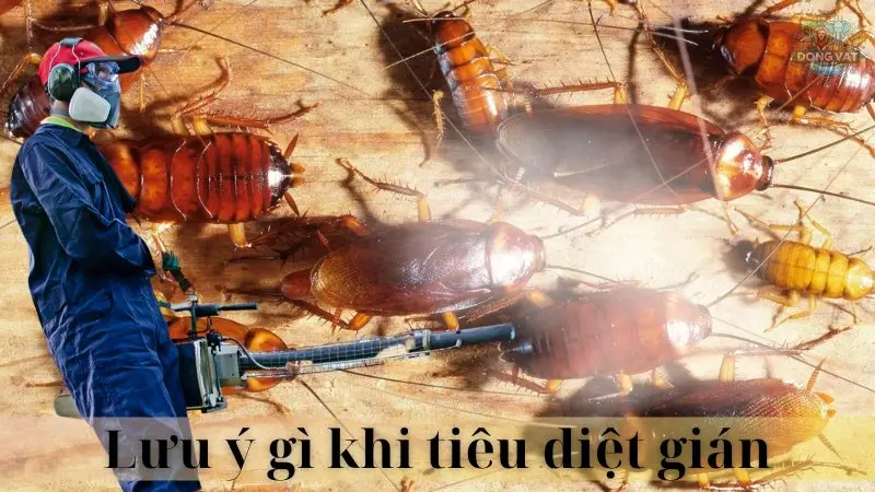 Gián 07
