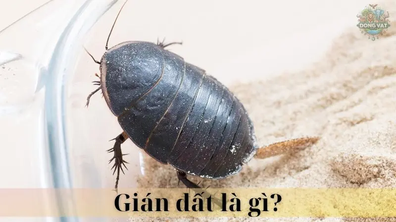 Gián đất 02