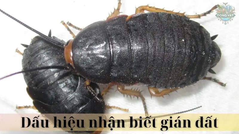 Gián đất 03