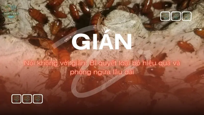 Nói không với gián: Bí quyết loại bỏ hiệu quả và phòng ngừa lâu dài