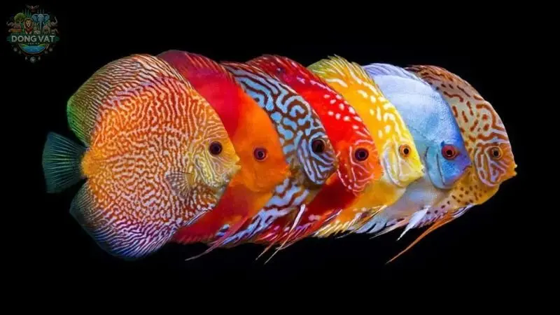 Khám phá đặc điểm, nguồn gốc và phân loại cá đĩa