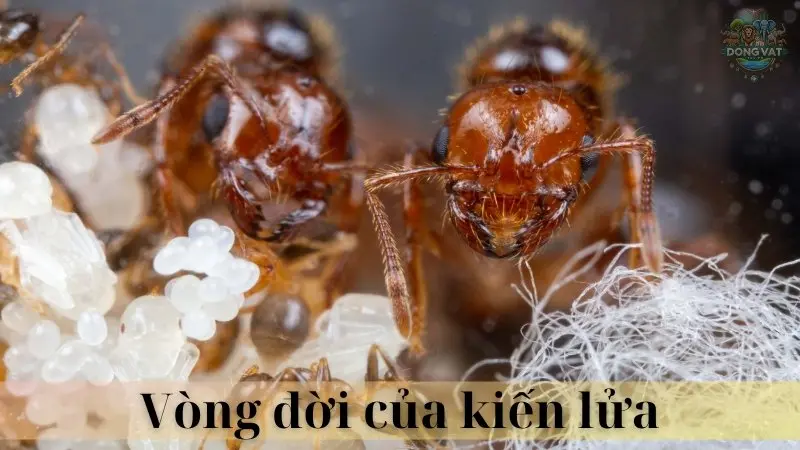 Kiến lửa 03
