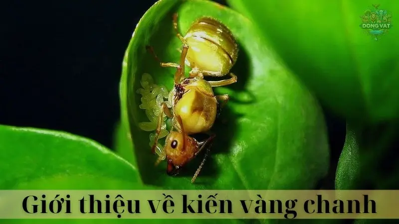 Kiến vàng chanh 02