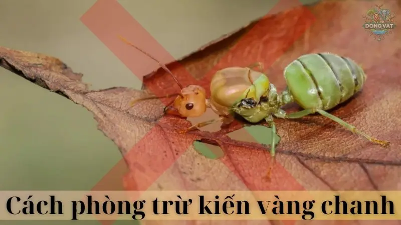 Kiến vàng chanh 06