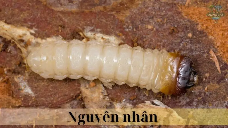 Mọt gỗ 05