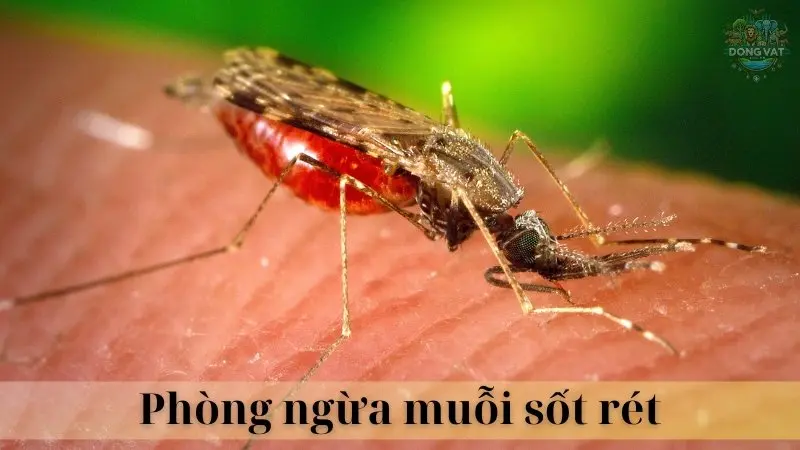 Muỗi sốt rét 05