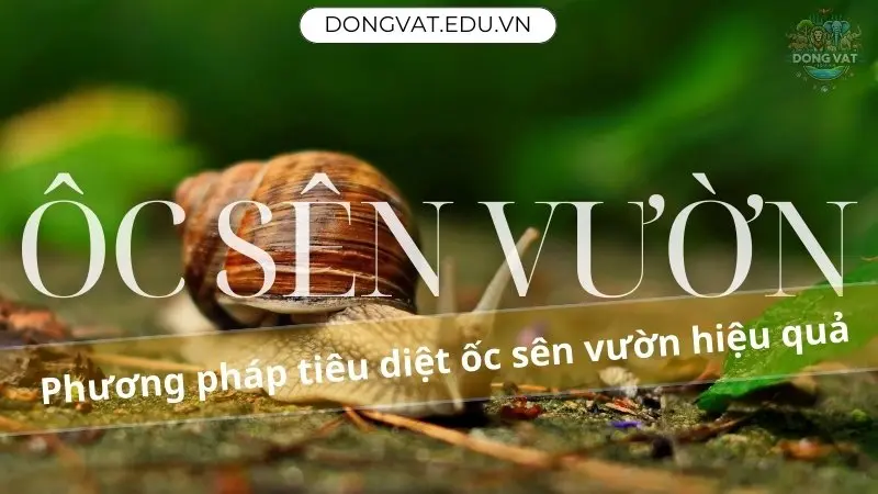 Ốc sên vườn 04