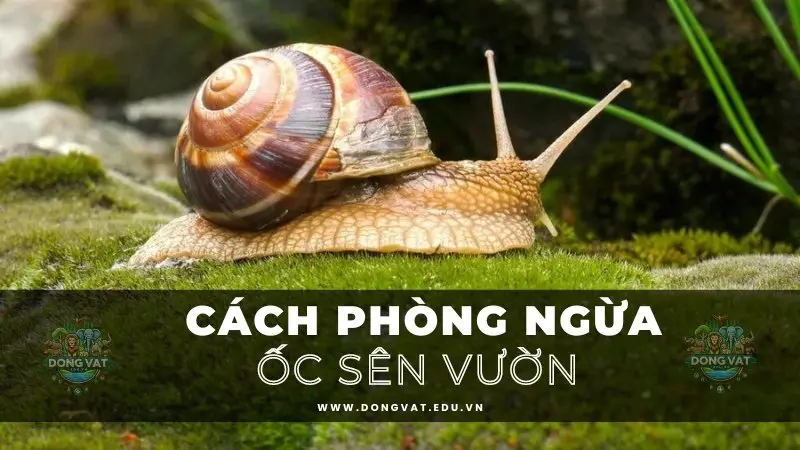 Ốc sên vườn 05